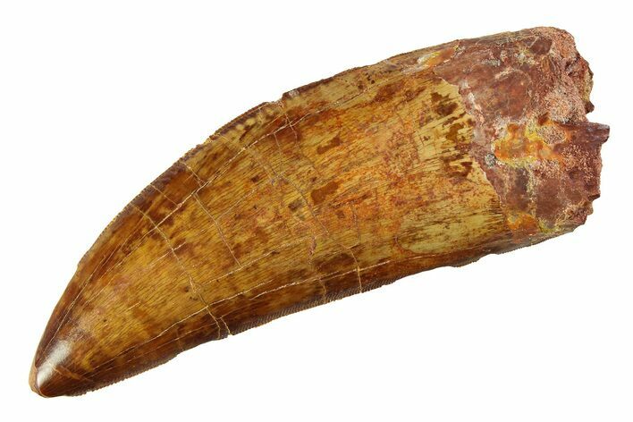 Serrated Carcharodontosaurus Tooth - Huge Dinosaur Tooth #351736